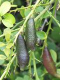 Citrus australasica